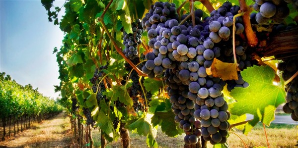 Filare di vigna con grappolo d'uva in primo piano